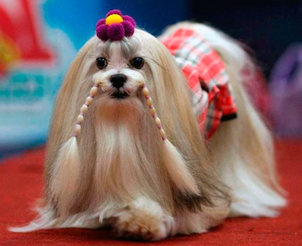 Lhasa Apso - fotó, leírás, jellegét, tartalmát, élelmiszer, vásárlás (Lhasa) Lhasa Apso - fotó, leírás, jellegét, tartalmát, élelmiszer, vásárlás