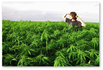Marihuána - kevésbé káros, mint az alkohol, és egyéb anyagok, vagy egyszerűen csak hasznos (kannabisz) A marihuána - kevésbé káros, mint az alkohol és más anyagok, vagy egyszerűen hasznos