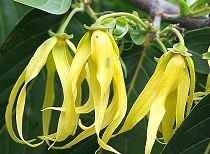 Ilang-ilang gyógyszer tulajdonságait, használatát a haj és bőr (ylang ylang) Ilang-ilang gyógyszer tulajdonságait, a használata a haj és bőr