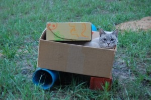 Mesterkurzus tartály egy macskát egy kartondobozban (fotók!) - kototeka - a legérdekesebb dolog a világon a macskák