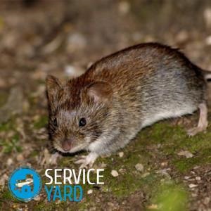 Egerek a lakásban - mi a teendő, serviceyard-kényelmes otthon a kezedben (otthon) Egerek a lakásban - mi a teendő, serviceyard-kényelmes otthon kéznél
