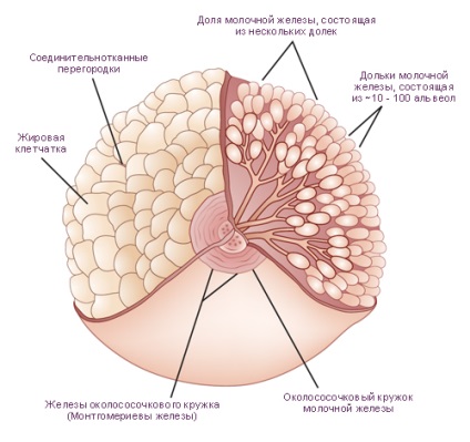 Az emlőmirigy, annak funkcióit, szerkezetét és a betegség