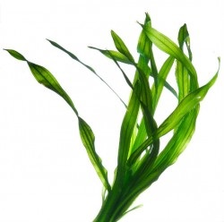 Laminaria fogyókúra (káposzta) Tengeri alga fogyókúra