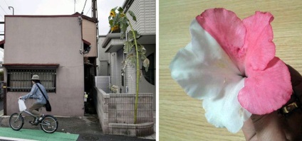 Mutánsok környékén Fukushima, a titkos világ