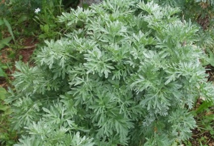 Artemisia Herb használatát és előkészítés
