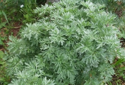 Artemisia Herb használatát és előállítását (sötét, hűvös helyen) Artemisia Herb használatát és előkészítés