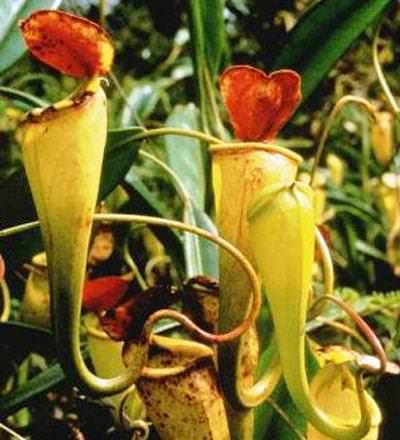 Nepenthes otthon