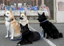 Norvég buhund fotó, fajta leírás, gondozás (rock) Norvég buhund fotó, fajta leírás, gondozás