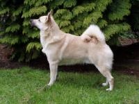 Norvég buhund fotó, fajta leírás, gondozás (ellátás) Norvég buhund fotó, fajta leírás, gondozás