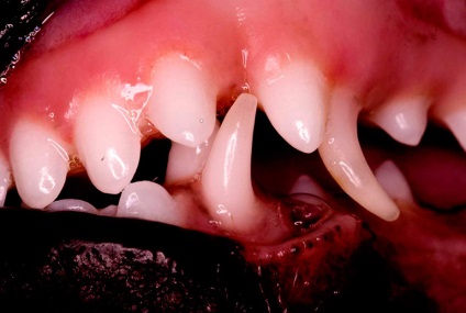 Ollós harapás kutya, hogyan lehet megkülönböztetni malocclusion