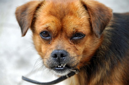 Ollós harapás kutya, hogyan lehet megkülönböztetni malocclusion