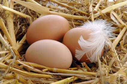 Hogy szükséges-e a tojótyúkok kakas dachasadovnika