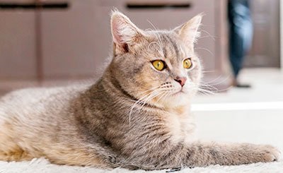 Kell egy macska ivartalanított (kötelező) Kell egy macska ivartalanított