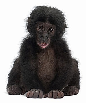 Мавпи опис, види, загальна характеристика та фото, zoodom