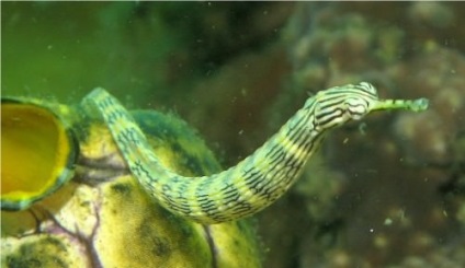 Nagyobb Pipefish vagy hal-tű (lat (hal-tű) Nagyobb pipefish vagy hal-tű (latin: