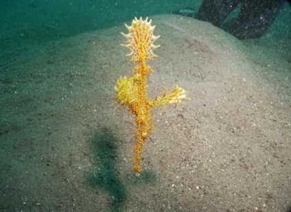 Nagyobb Pipefish vagy hal-tű (lat (tengeri halak-tű tű) Nagyobb pipefish vagy hal-tű (latin: