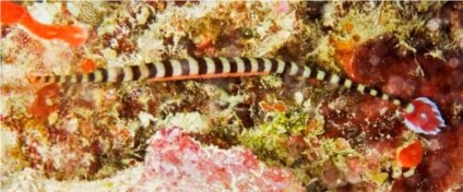 Nagyobb Pipefish vagy hal-tű (lat (tengeri halak-tű tű) Nagyobb pipefish vagy hal-tű (latin:
