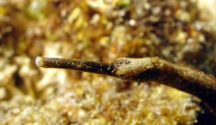 Nagyobb Pipefish vagy hal-tű (lat (tű) Nagyobb pipefish vagy hal-tű (latin: