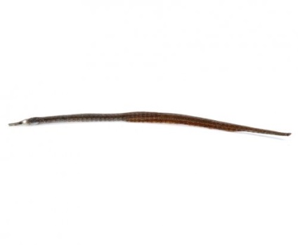 Nagyobb pipefish vagy hal-tű (lat (tengeri) Nagyobb pipefish vagy hal-tű (latin: