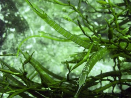 Nagyobb Pipefish vagy hal-tű (lat (hal-tű) Nagyobb pipefish vagy hal-tű (latin:
