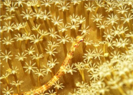 Nagyobb Pipefish vagy hal-tű (lat (tengeri halak-tű tű) Nagyobb pipefish vagy hal-tű (latin: