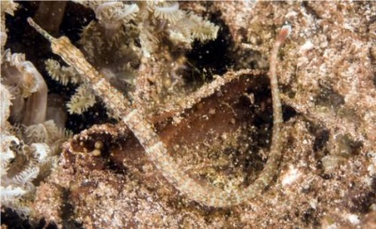 Nagyobb pipefish vagy hal-tű (lat (tengeri) Nagyobb pipefish vagy hal-tű (latin: