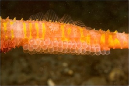 Nagyobb Pipefish vagy hal-tű (lat (hal-tű) Nagyobb pipefish vagy hal-tű (latin:
