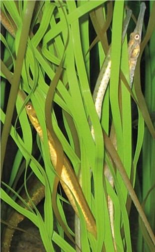 Nagyobb Pipefish vagy hal-tű (lat (tengeri halak-tű tű) Nagyobb pipefish vagy hal-tű (latin: