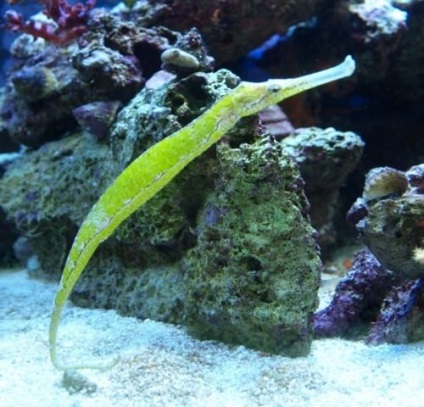 Nagyobb Pipefish vagy hal-tű (lat (hal-tű) Nagyobb pipefish vagy hal-tű (latin: