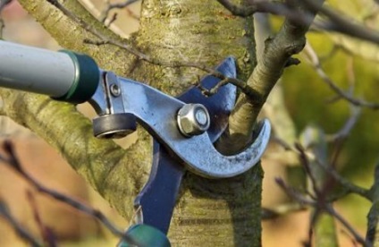 Gyümölcsfák metszési ősszel, hogy előkészítse a növény télen, mindent felújítás