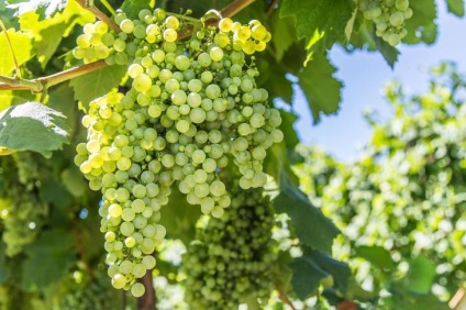 Metszés szőlőt tavasszal - lépésről lépésre útmutató kezdőknek