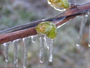 Metszés szőlő tavaszán szabályok kezdőknek (ha ez lehetséges, hogy vágja le a szőlőt tavasszal) Metszés szőlő tavaszán szabályok kezdőknek