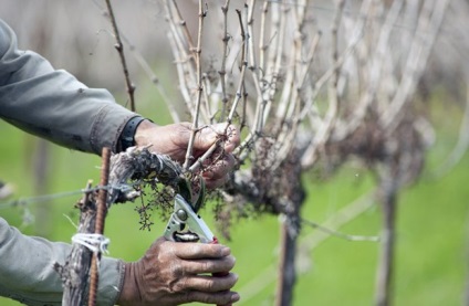 Metszés szőlő tavaszán szabályok kezdőknek (vágás) Metszés szőlő tavaszán szabályok kezdőknek