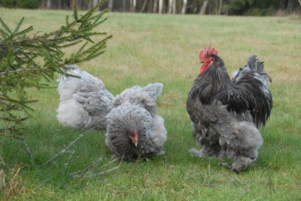 Áttekintés csirke fajták bozontos lábat
