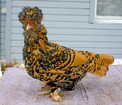 Áttekintés csirke fajták bozontos lábat
