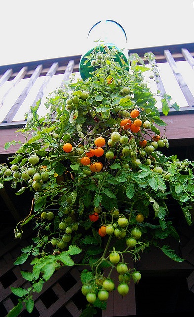 Garden fejjel lefelé (felfelé) Kert fejjel lefelé