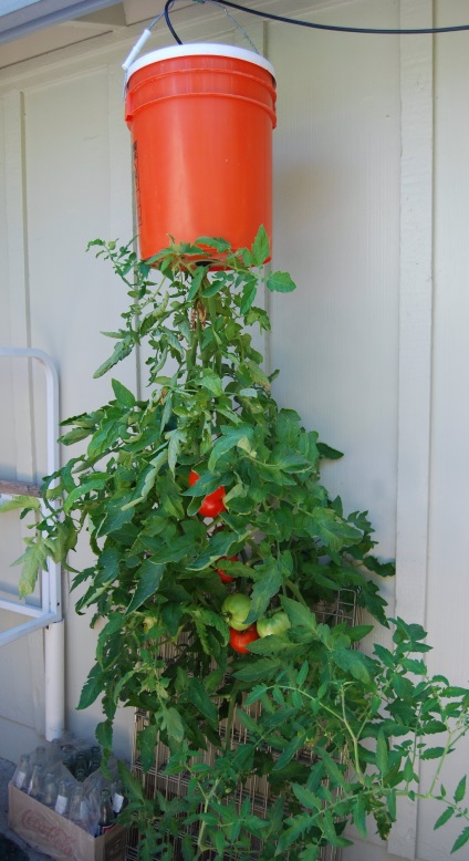 Garden fejjel lefelé (növényi) Kert fejjel lefelé