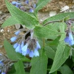 Nadálytő, mint hasznos növény (növény) Nadálytő, mint hasznos növény