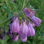 Nadálytő, mint hasznos növény (nadálytő) Nadálytő, mint hasznos növény
