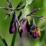 Nadálytő, mint hasznos növény (Comfrey alternatív gyógyászat) Nadálytő, mint hasznos növény