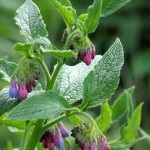 Nadálytő növény, mint hasznos (alternatív gyógyászat felhasználás) Nadálytő, mint hasznos növény