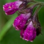 Nadálytő, mint hasznos növény (nadálytő) Nadálytő, mint hasznos növény