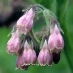 Nadálytő, mint hasznos növény (nadálytő) Nadálytő, mint hasznos növény