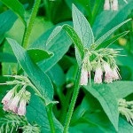 Nadálytő, mint hasznos növény (nadálytő) Nadálytő, mint hasznos növény