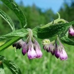 Nadálytő, mint hasznos növények (gyógyszerek) Nadálytő, mint hasznos növény