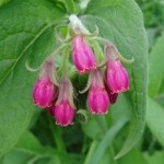 Nadálytő, mint hasznos növény (nadálytő) Nadálytő, mint hasznos növény