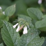 Nadálytő növény, mint hasznos (alternatív gyógyászat felhasználás) Nadálytő, mint hasznos növény