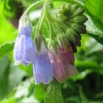 Nadálytő, mint hasznos növény (nadálytő) Nadálytő, mint hasznos növény