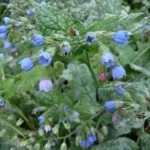 Nadálytő, mint hasznos növény (növény) Nadálytő, mint hasznos növény