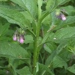 Nadálytő, mint hasznos növény (Comfrey alternatív gyógyászat) Nadálytő, mint hasznos növény